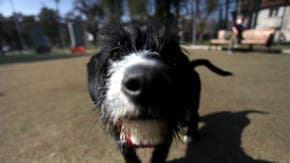 Eclipse 2020 tendrá efecto sobre los animales: ¿Qué hacer para cuidar a las mascotas?