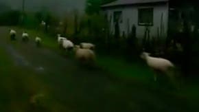 [VIDEO] Pensaron que era de noche: un rebaño de ovejas se fue a dormir en medio del eclipse